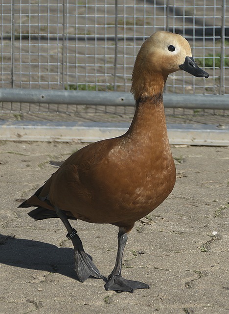 实践从弗格